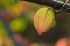 散歩で拾った秋　紅葉