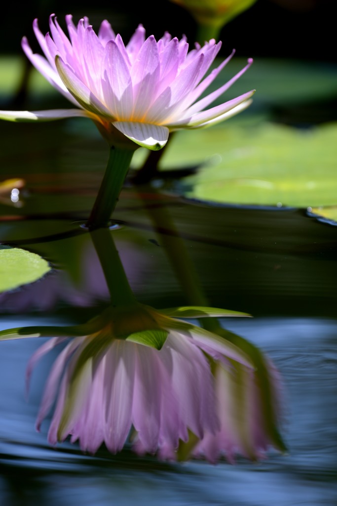 揺れる花影