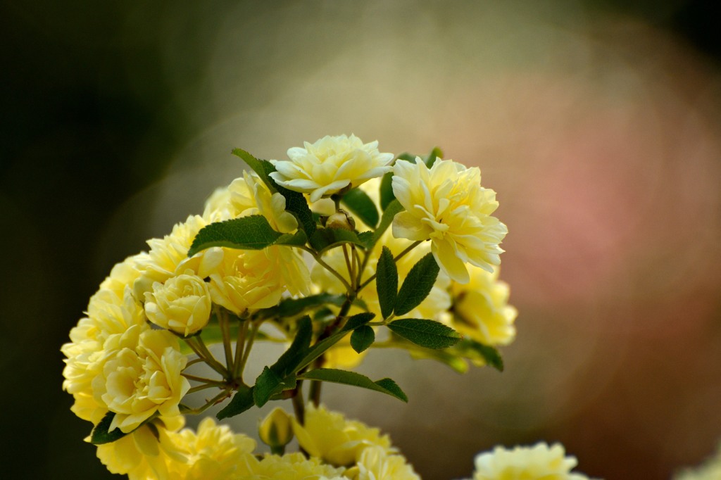 綺麗な花には棘が・・・・ない