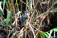 新種のカワセミ