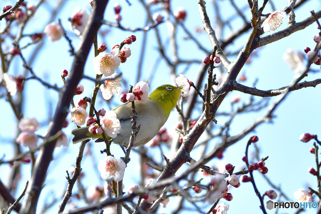 春にキッス