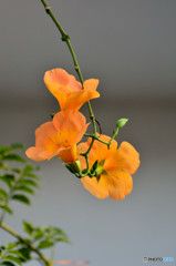 Trumpet vine