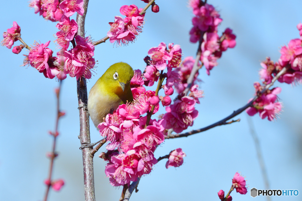 ウメジロー本格参上