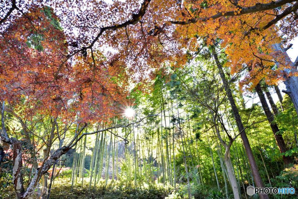 竹林と紅葉