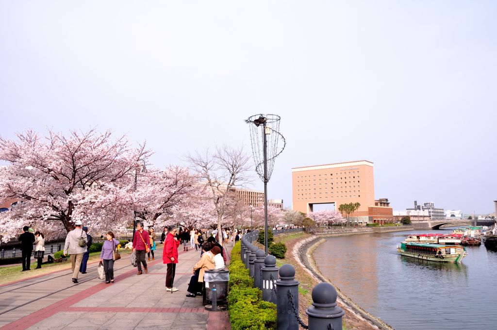 みなとみらいの桜④　汽車道