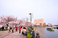 みなとみらいの桜④　汽車道