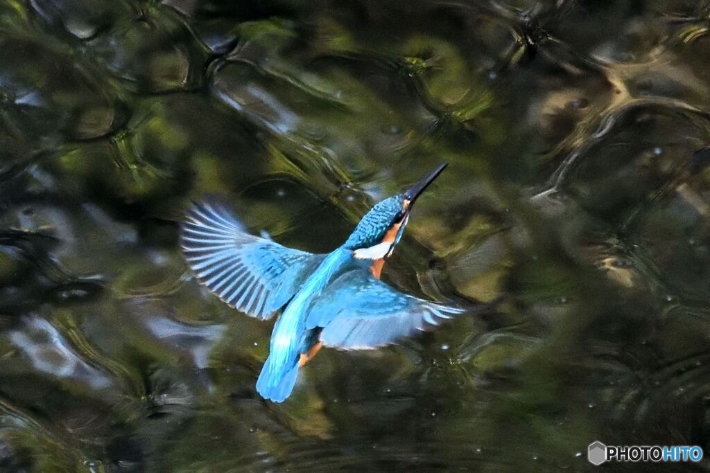 不思議な国のカワセミ