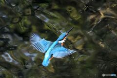 不思議な国のカワセミ