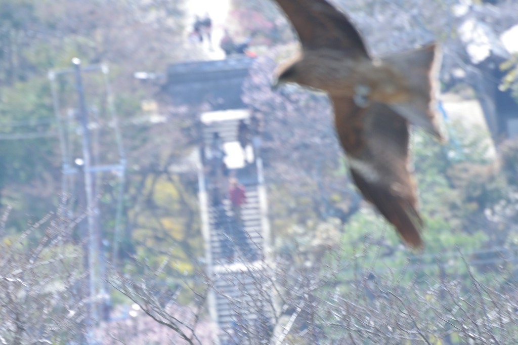 北鎌倉を舞う