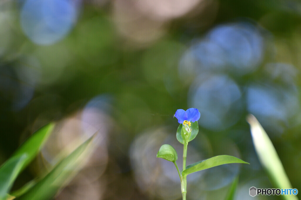 炎天下の熱唱