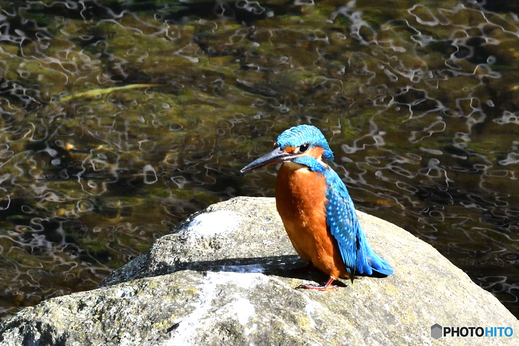 気分はペンギン？