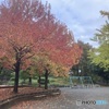 色づく公園
