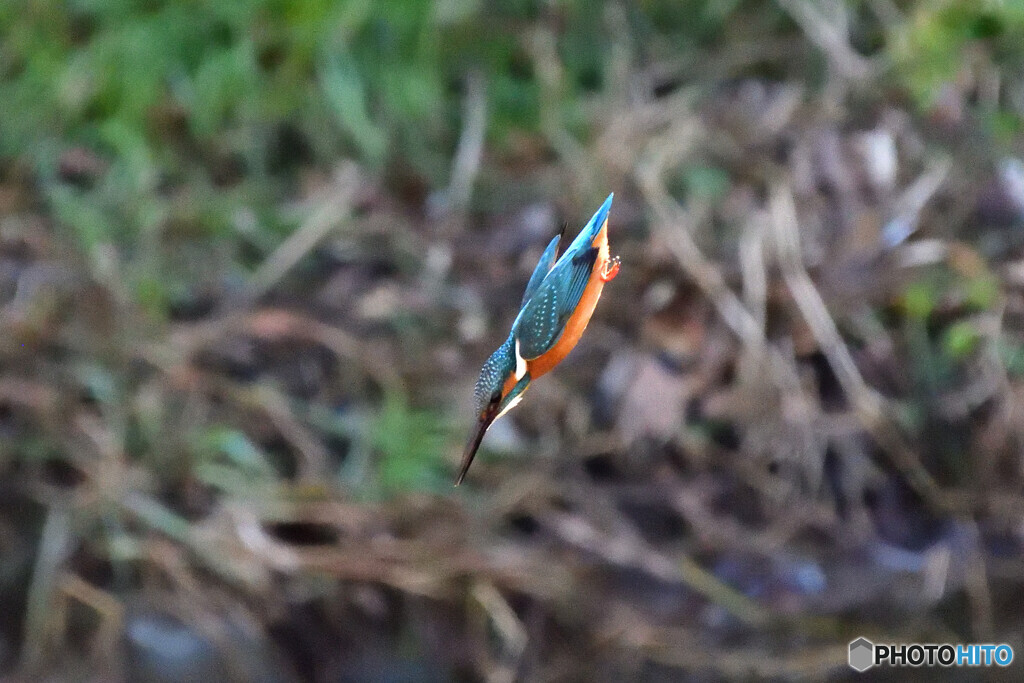 獲物めがけて一直線