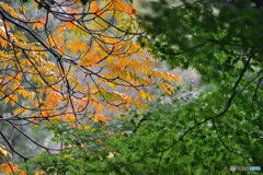 都会の秋　その５