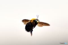 クマバチの飛行