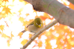 モミジのイルミに包まれて