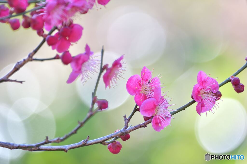 春の光
