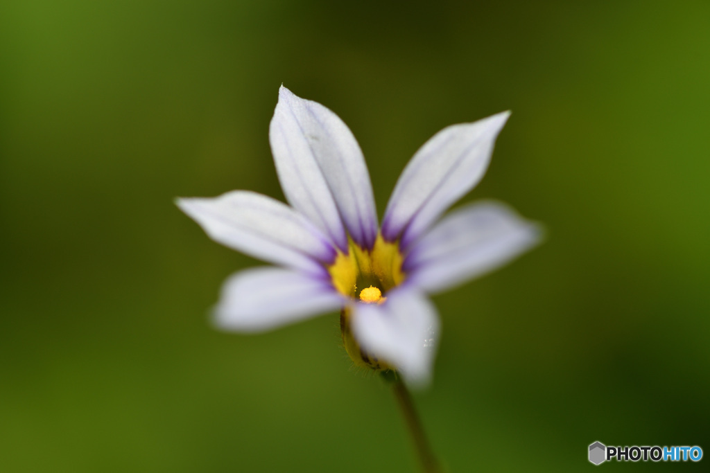 Blue eyed grass