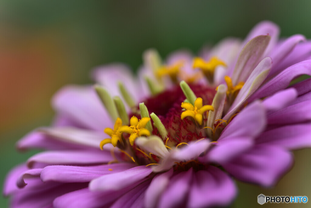 flowers in flower