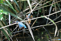 カワセミ親子の夏　その５