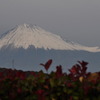らしくなってきました