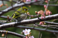 桜を求めて