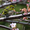 桜を求めて