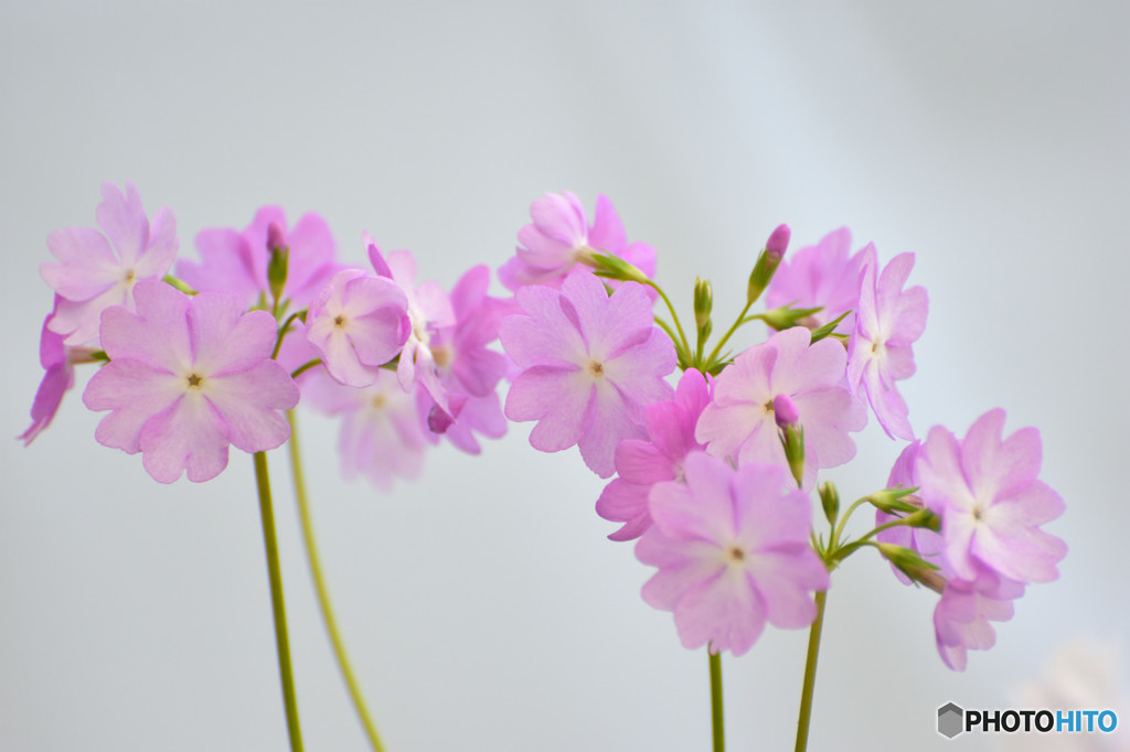 可憐な花たち　その五