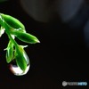 梅雨の実