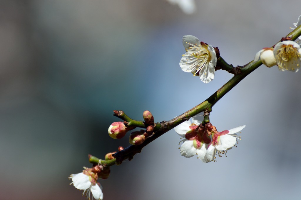 白梅　背景選びの楽しさ　Ⅰ