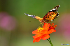 この花が好き