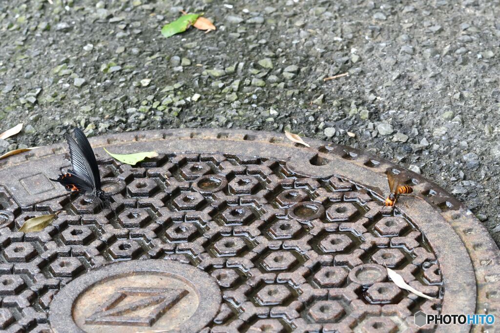 鉢（蜂）合わせ