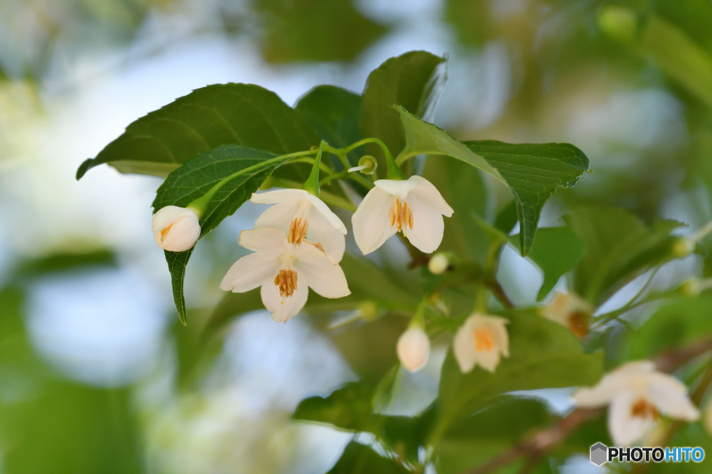 Japanese snowbell