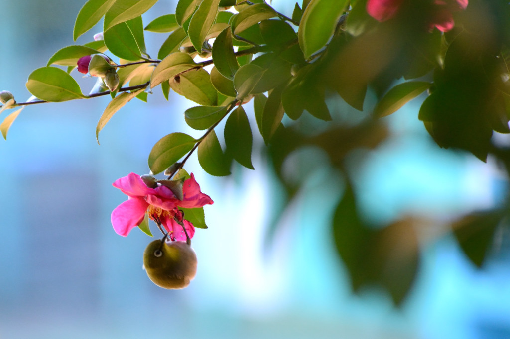 山茶花に付いたま るい実 By Sokaji Id 2277867 写真共有サイト Photohito