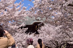 山門も桜に埋もれて建長寺