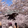 山門も桜に埋もれて建長寺