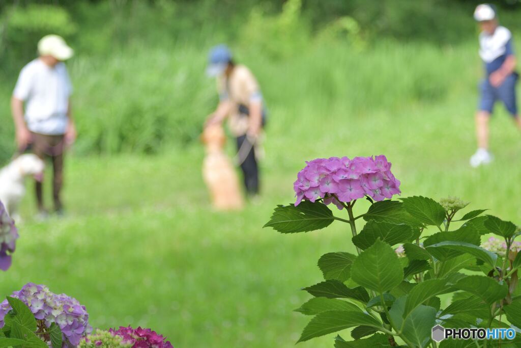 愛犬談議