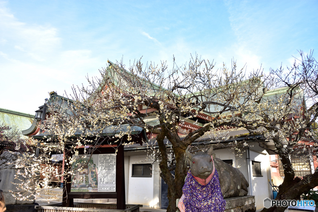 梅を求めて　京都　その２