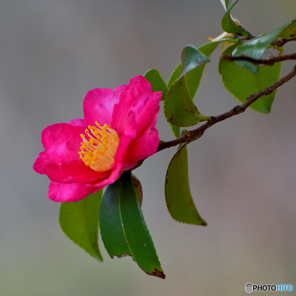 山に生えているお茶の花