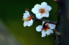 小家族