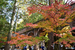 京都の紅葉２０２０