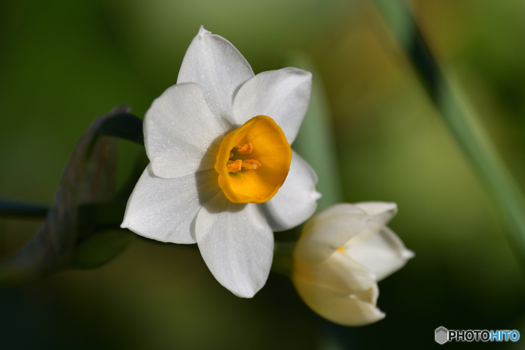 新春花便り　その３
