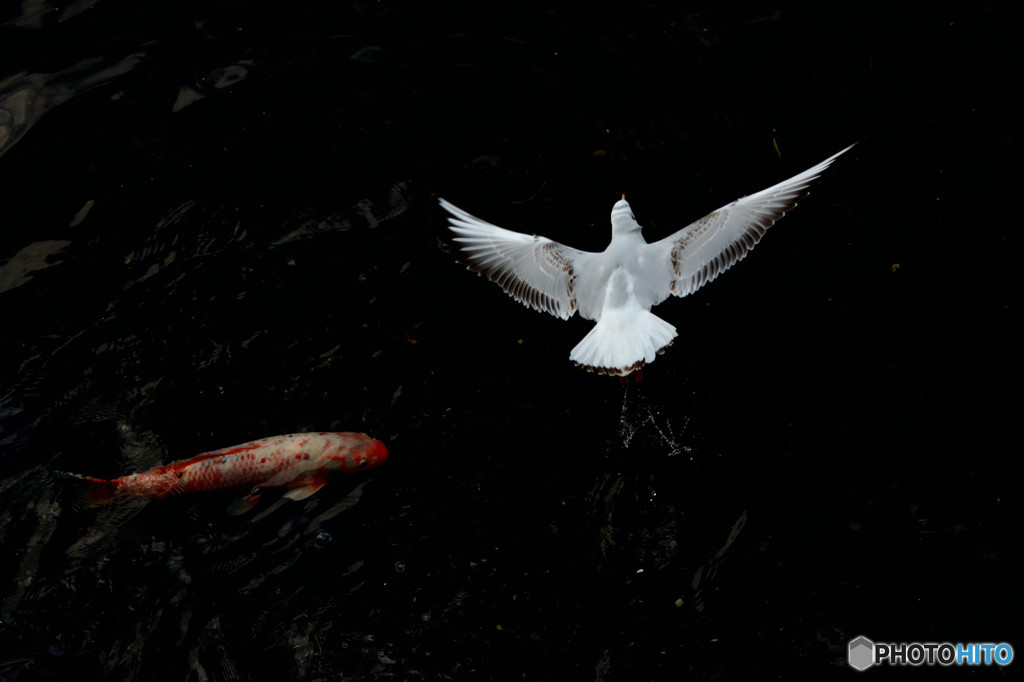 River gull ?
