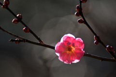 春への誘い