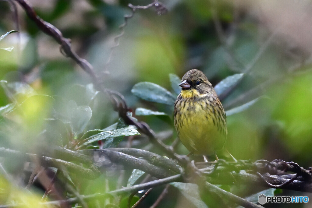 撮り（鳥）納　その４