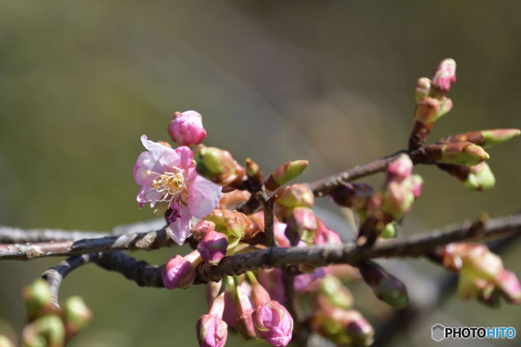 河津桜開花