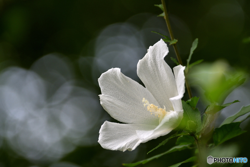 槿花一朝の夢　その２