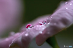 秋雨からの贈り物