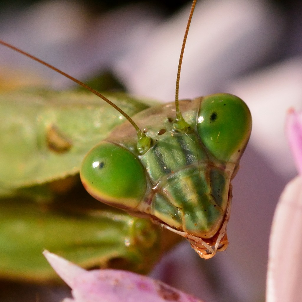 散歩で出会った昆虫の素顔　カマキリ