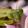 散歩で出会った昆虫の素顔　カマキリ